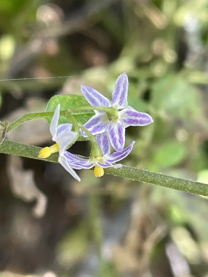 Eastern Black Nightshade (Solanum emulans)