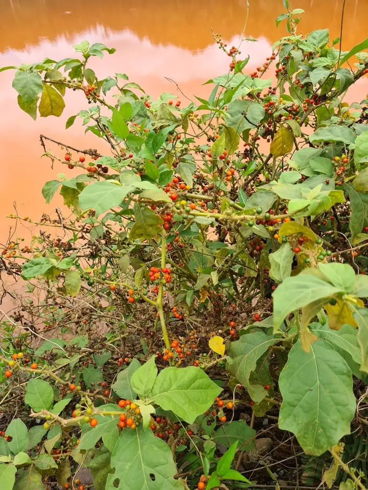 Jamaican Nightshade (Solanum jamaicense)