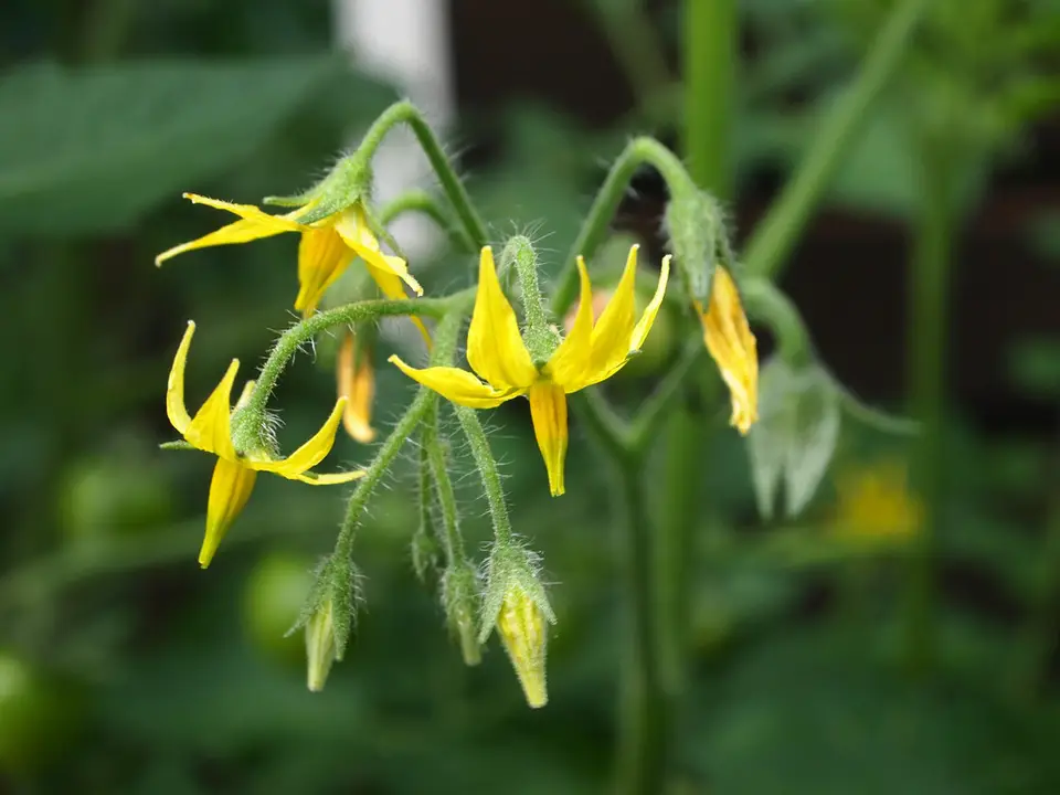 Tomato (Solanum lycopersicum)