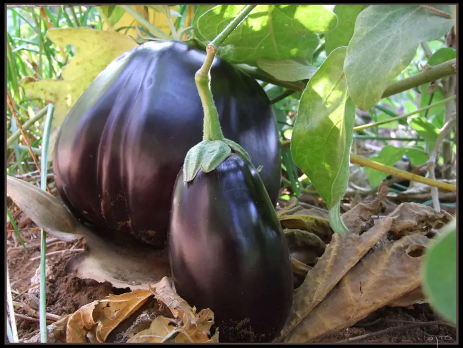 Eggplant (Solanum melongena)
