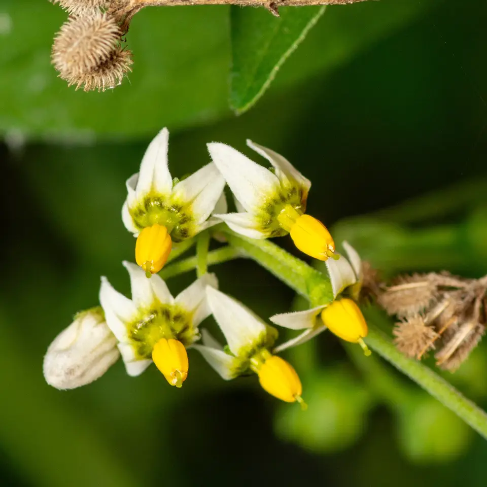 Divine Nightshade (Solanum nigrescens)