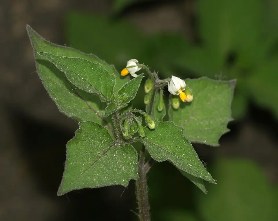 European Black Nightshade (Solanum nigrum)