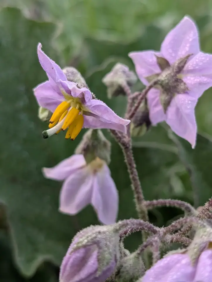 Ochlockonee Groundcherry (Solanum perplexum)