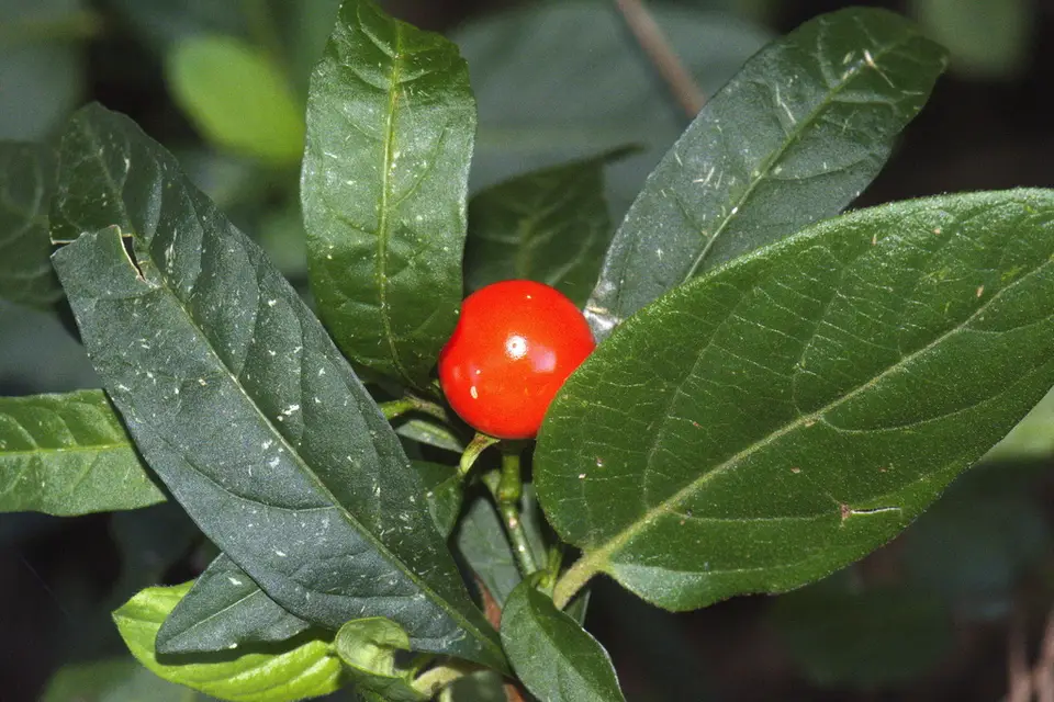 Jerusalem Cherry (Solanum pseudocapsicum)