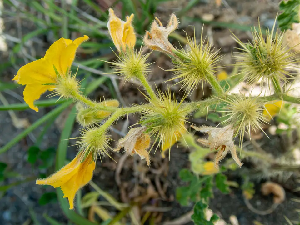 Buffalo-Bur (Solanum rostratum)