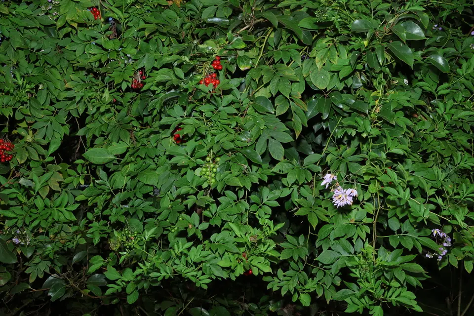 Brazilian Nightshade (Solanum seaforthianum)