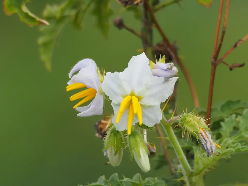 Red Buffalo-Bur (Solanum sisymbriifolium)