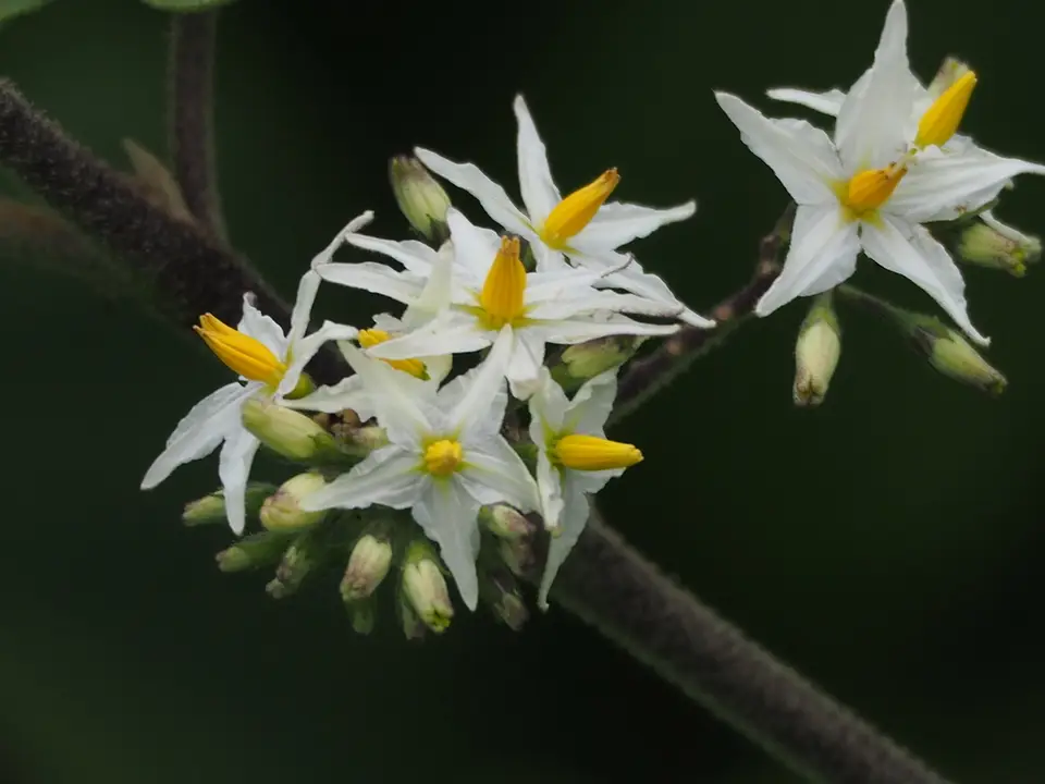 Turkey Berry (Solanum torvum)