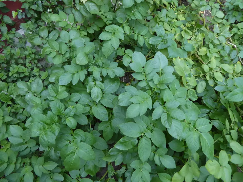 Potato (Solanum tuberosum)