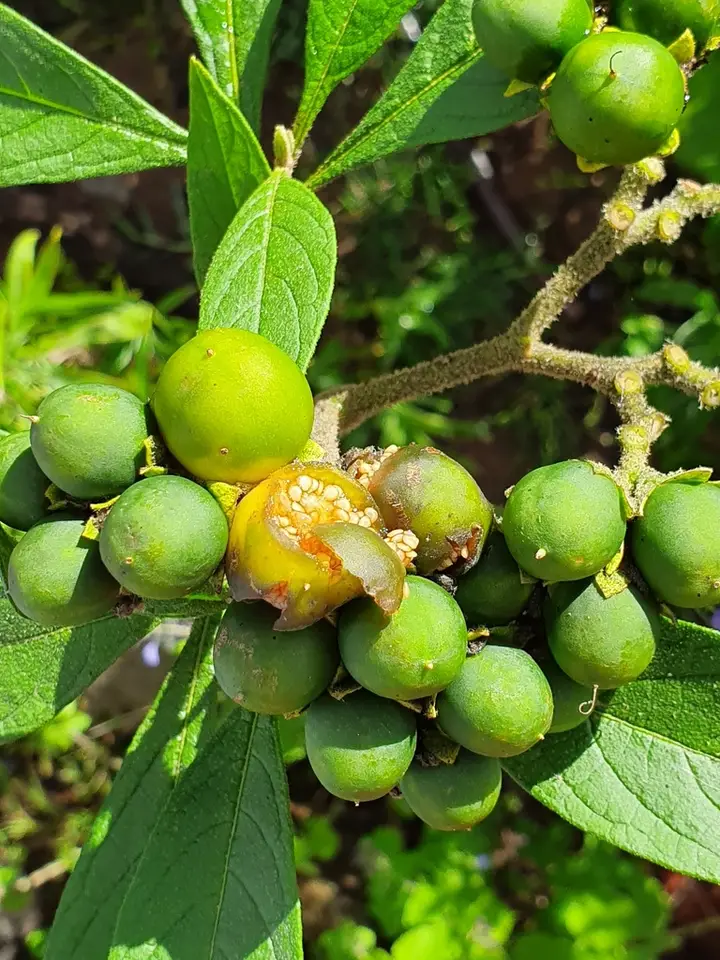 Solanum umbellatum (Solanum umbellatum)