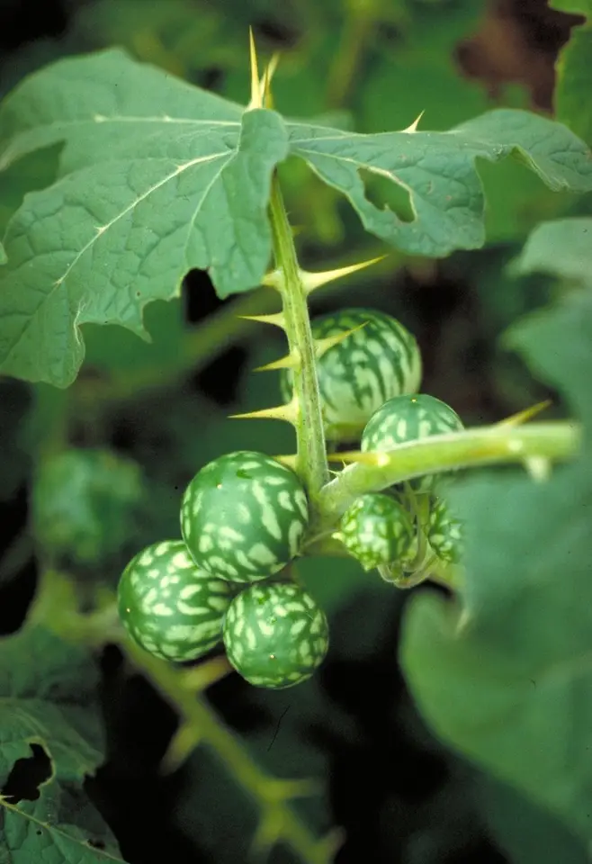 Tropical Soda-Apple (Solanum viarum)
