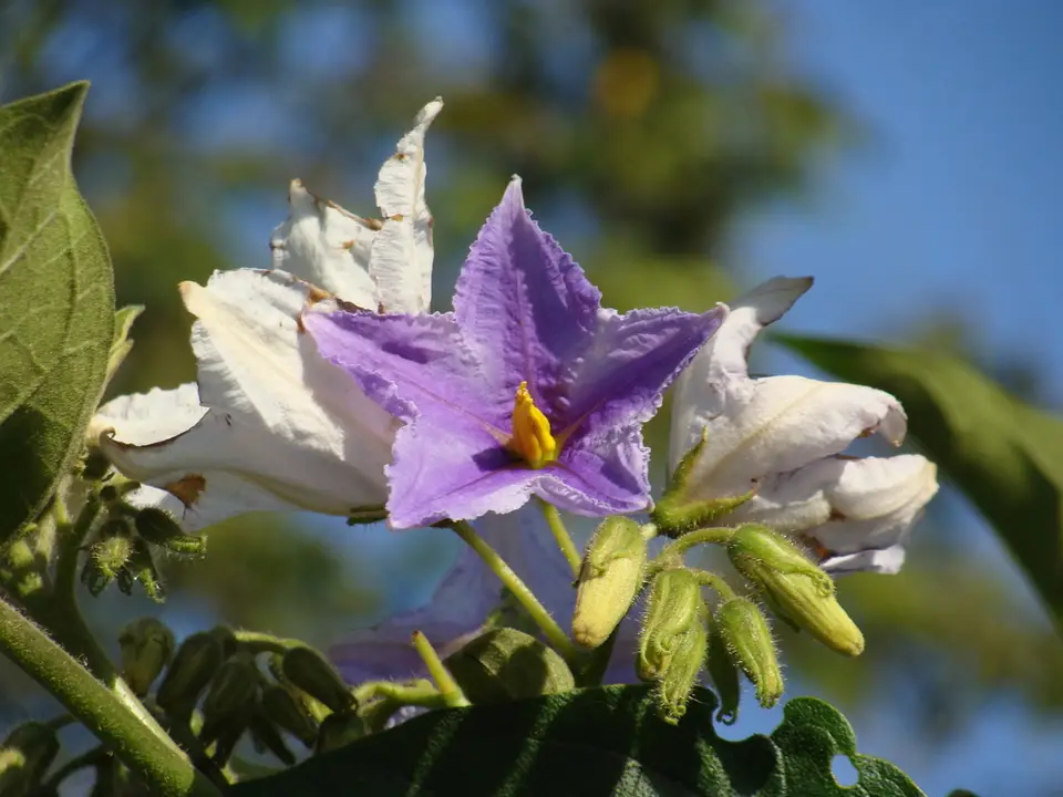 Blue Potato Tree (Solanum wrightii)