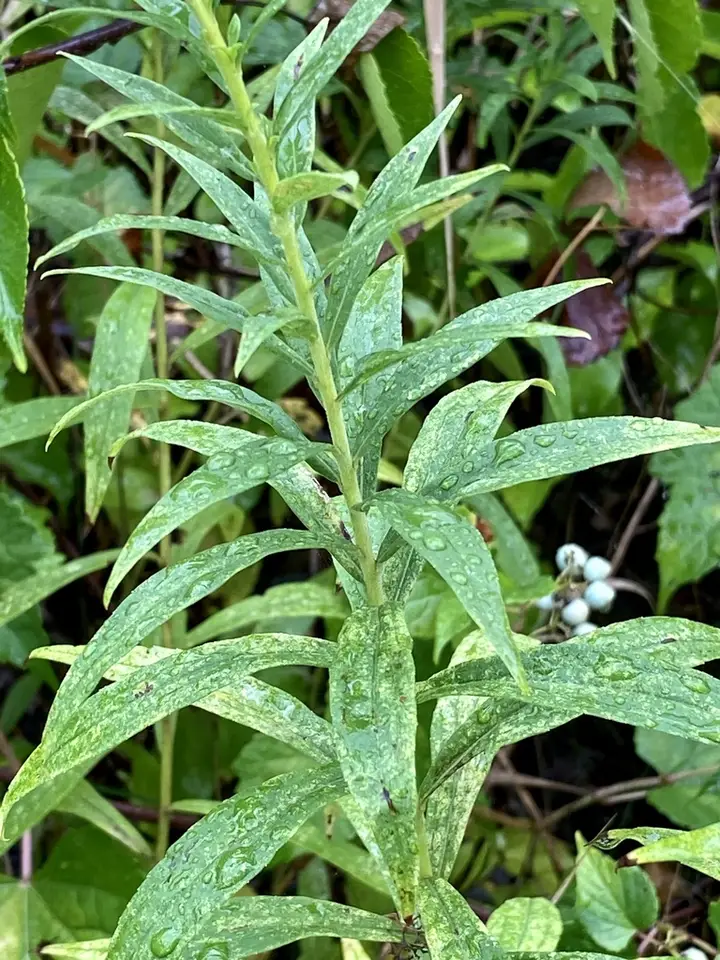 Tall Goldenrod (Solidago altissima)