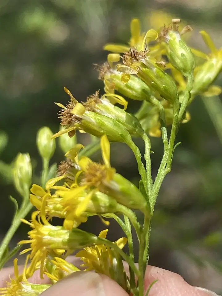 Cut-Leaf Goldenrod (Solidago arguta)