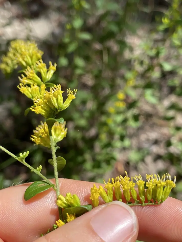 Dixie Goldenrod (Solidago brachyphylla)