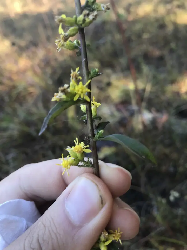 Bluestem Goldenrod (Solidago caesia)