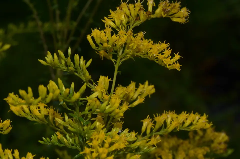 Chapman's Goldenrod (Solidago chapmanii)