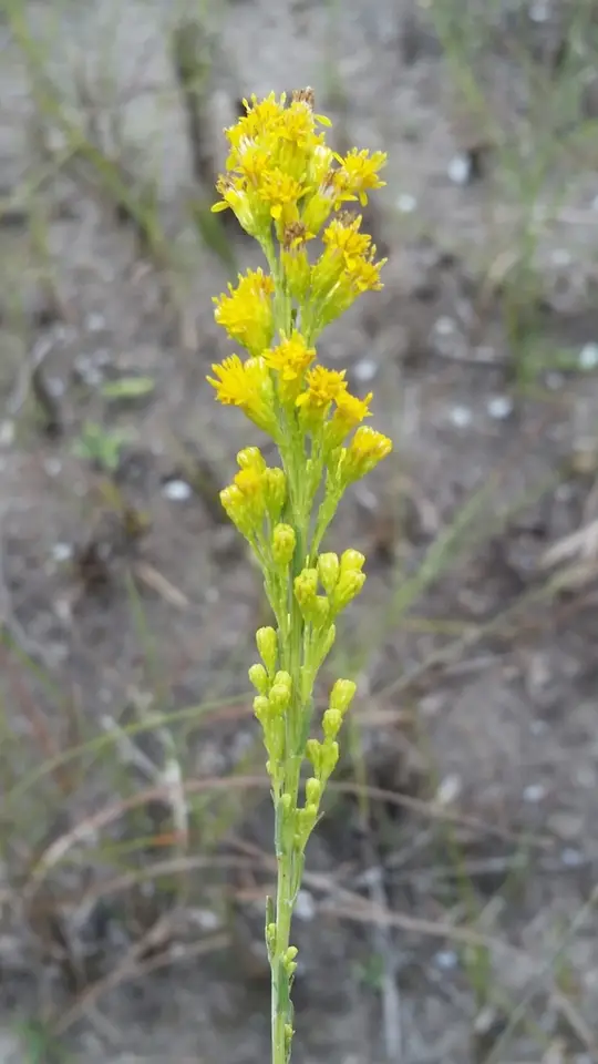 Florida Keys Goldenrod (Solidago chrysopsis)