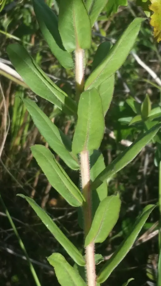 Pine-Barren Goldenrod (Solidago fistulosa)