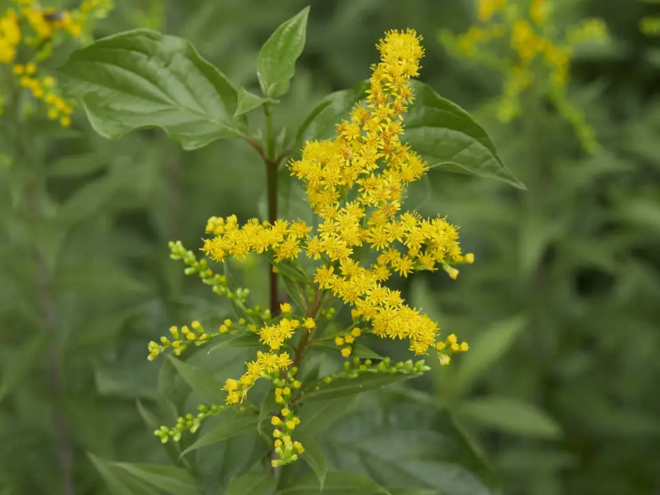 Giant Goldenrod (Solidago gigantea)