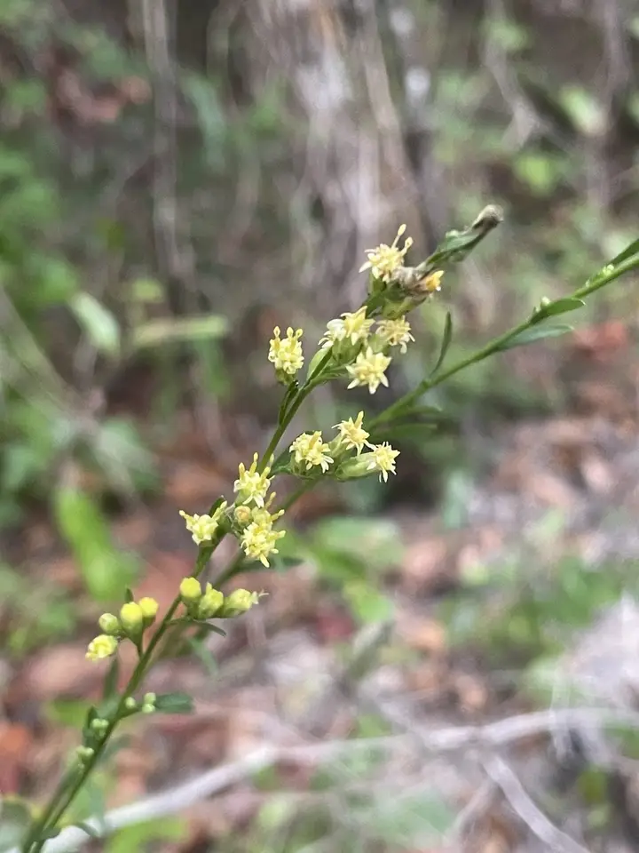 Graceful Goldenrod (Solidago gracillima)