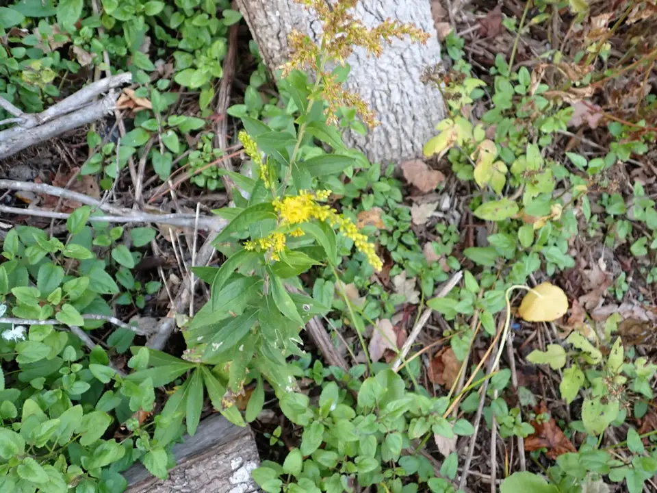 Elliott's Goldenrod (Solidago latissimifolia)