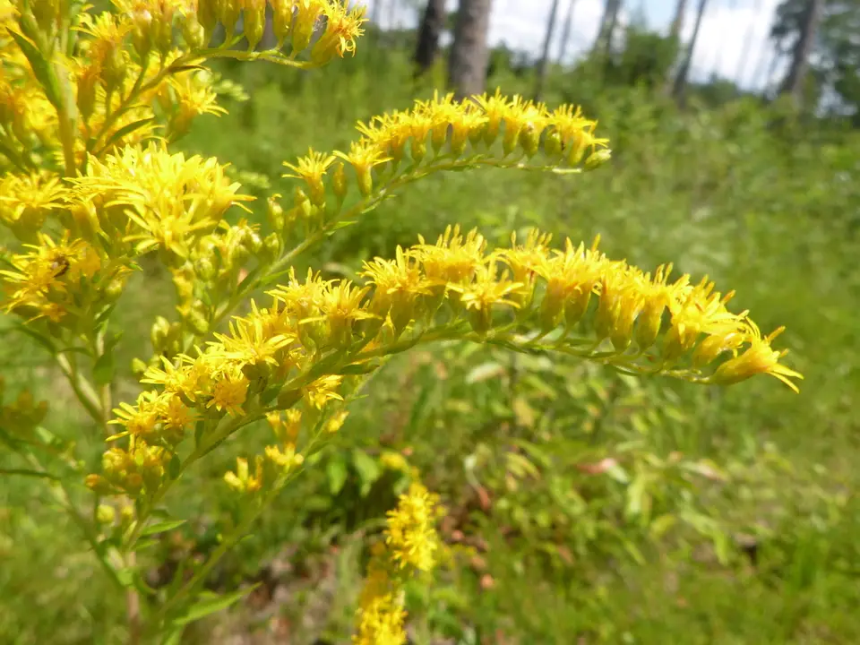 Leavenworth's Goldenrod (Solidago leavenworthii)