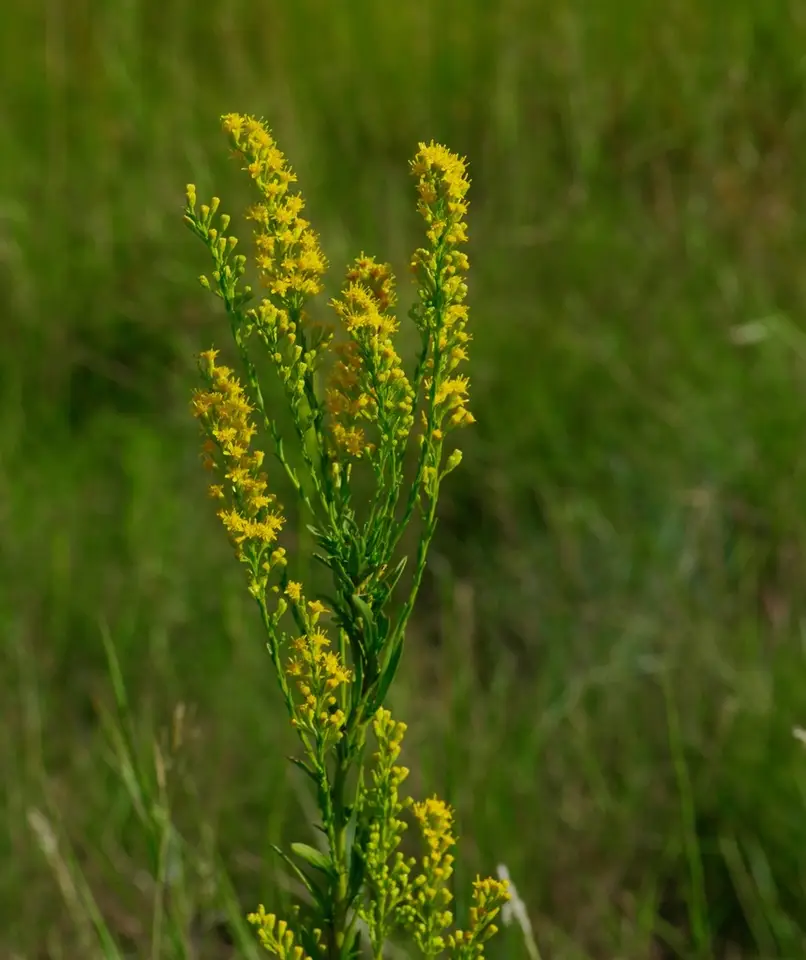Southern Seaside Goldenrod (Solidago mexicana)