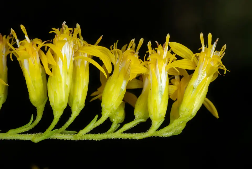 Sweet Goldenrod (Solidago odora)