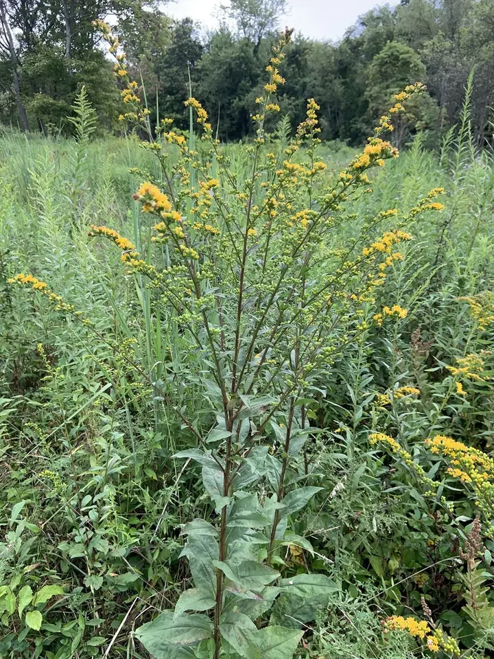 Swamp Goldenrod (Solidago patula)