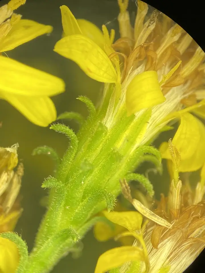 Downy Ragged Goldenrod (Solidago petiolaris)