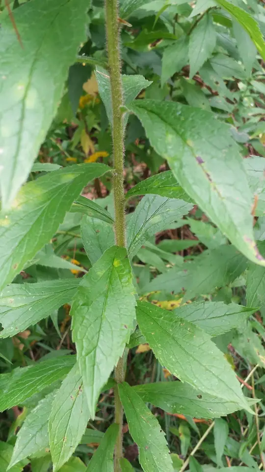 Common Wrinkle-Leaved Goldenrod (Solidago rugosa)