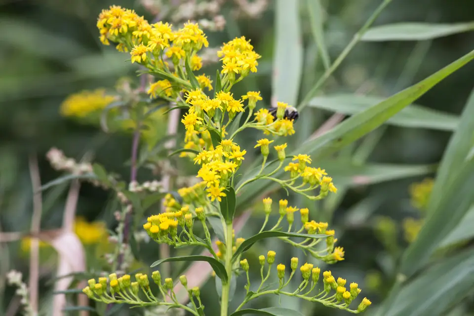 Northern Seaside Goldenrod (Solidago sempervirens)