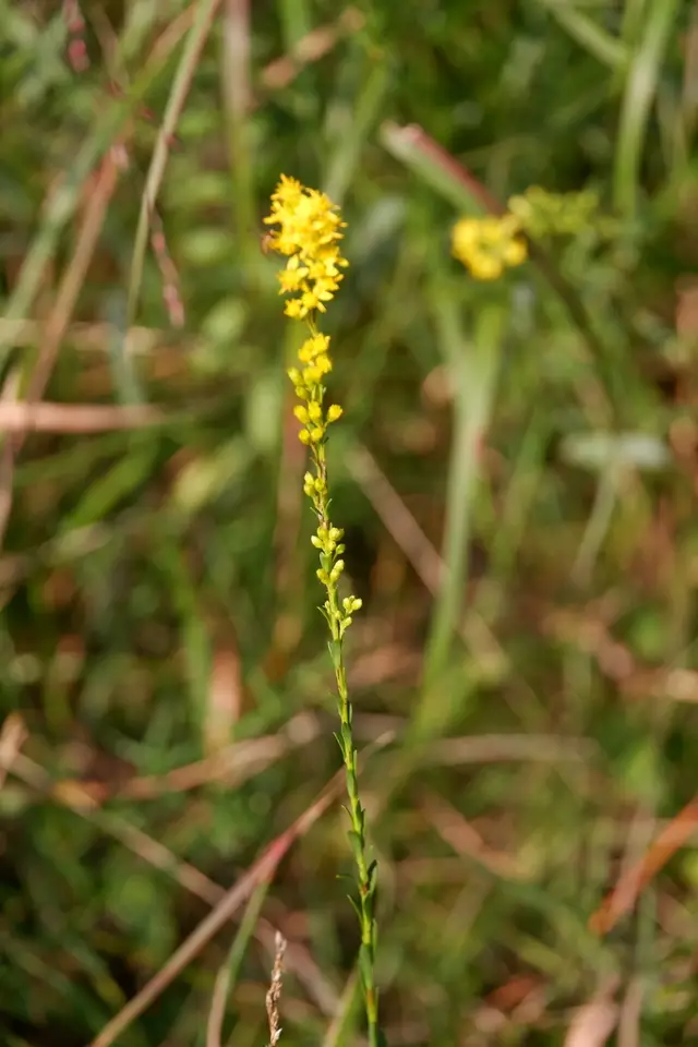 Pine Barren Bog Goldenrod (Solidago stricta)