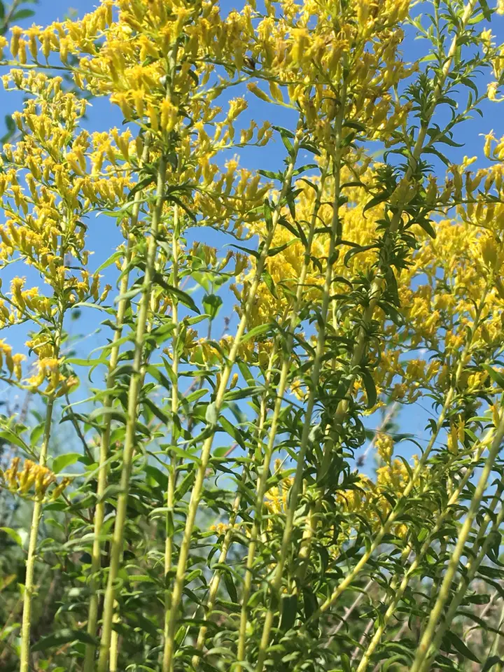 Twist-Leaf Goldenrod (Solidago tortifolia)