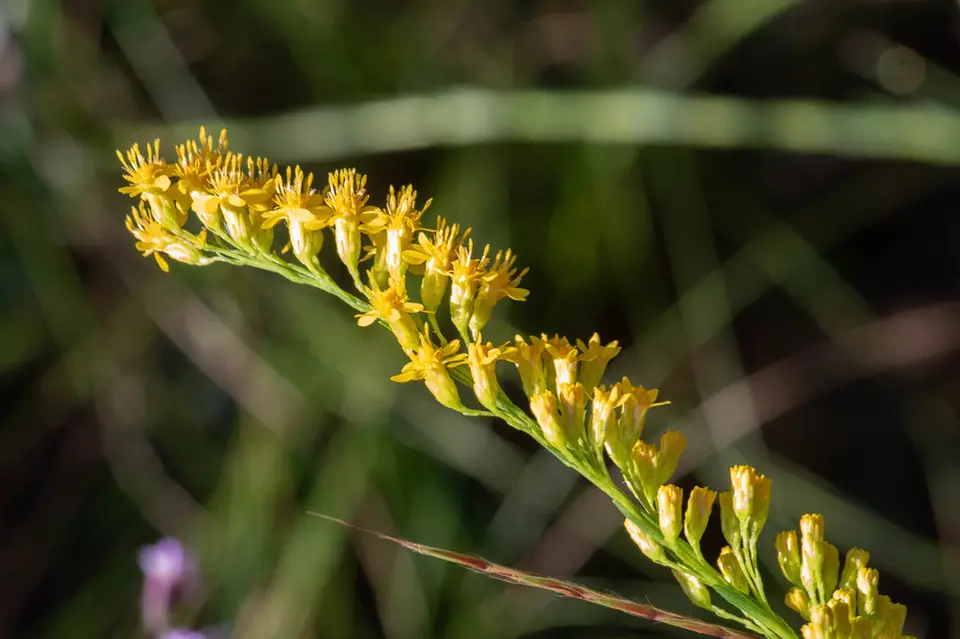 Wand Goldenrod (Solidago virgata)