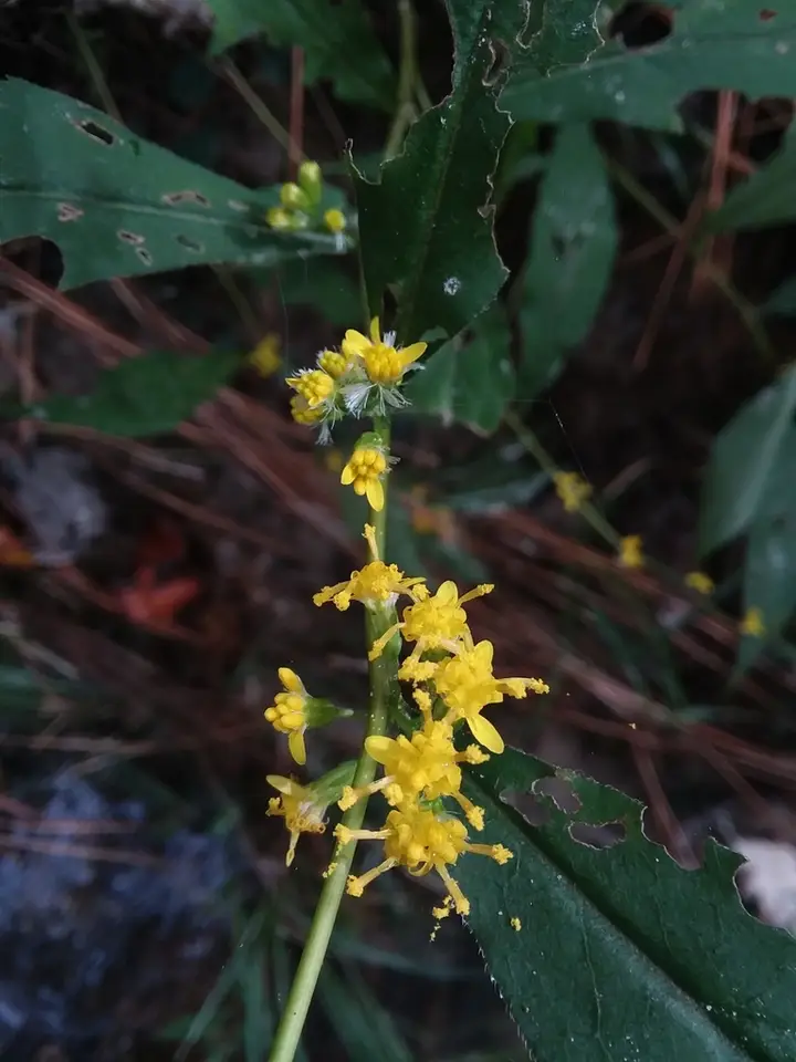 Gulf Coast Axillary Goldenrod (Solidago zedia)