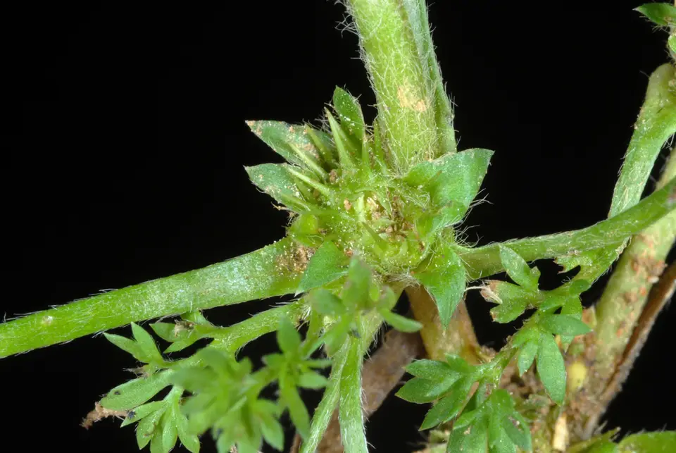 Common Soliva (Soliva sessilis)