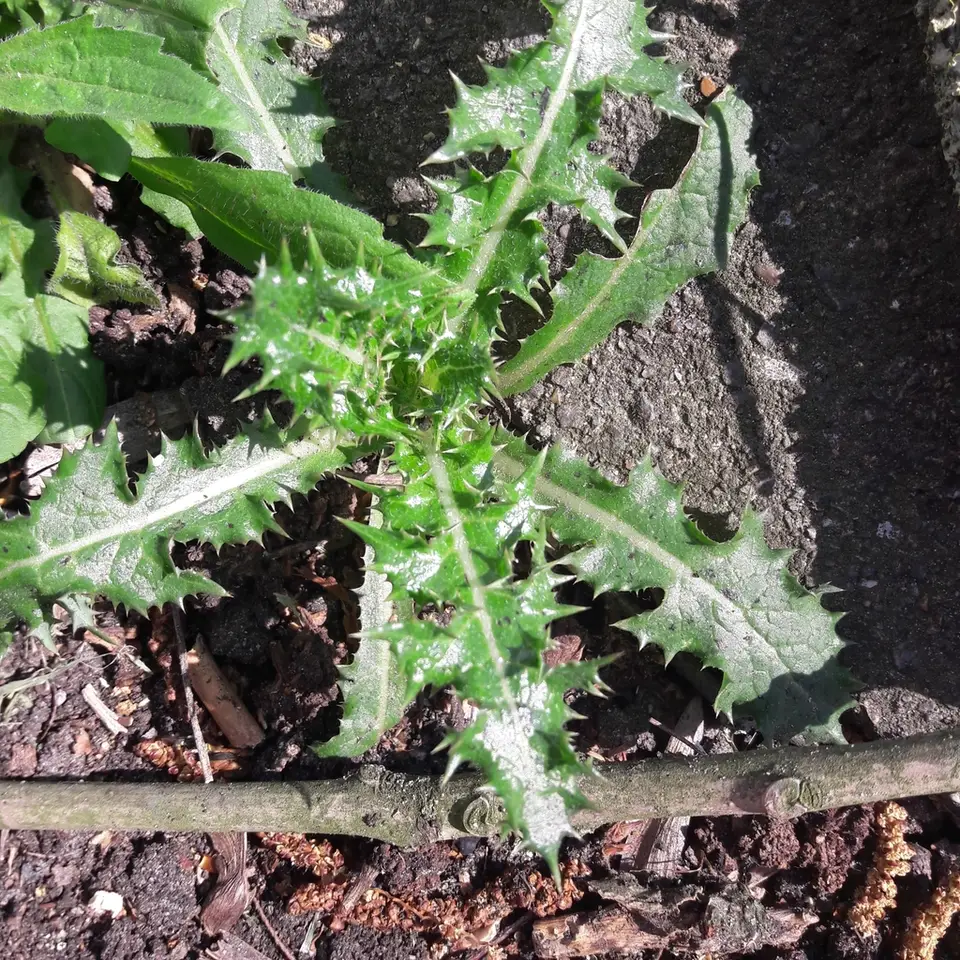 Prickly Sowthistle (Sonchus asper)