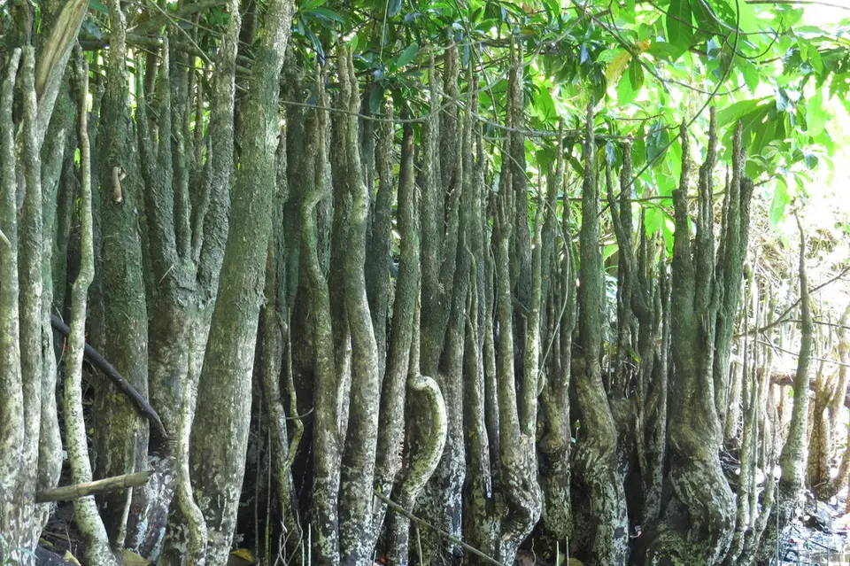 Apple Mangrove (Sonneratia caseolaris)