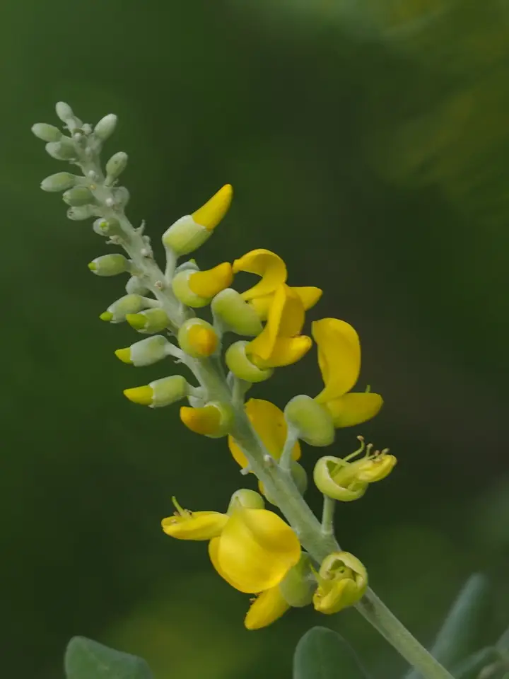 Necklace Pod (Sophora tomentosa)