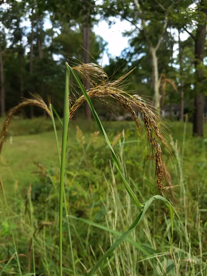Slender Indiangrass (Sorghastrum elliottii)