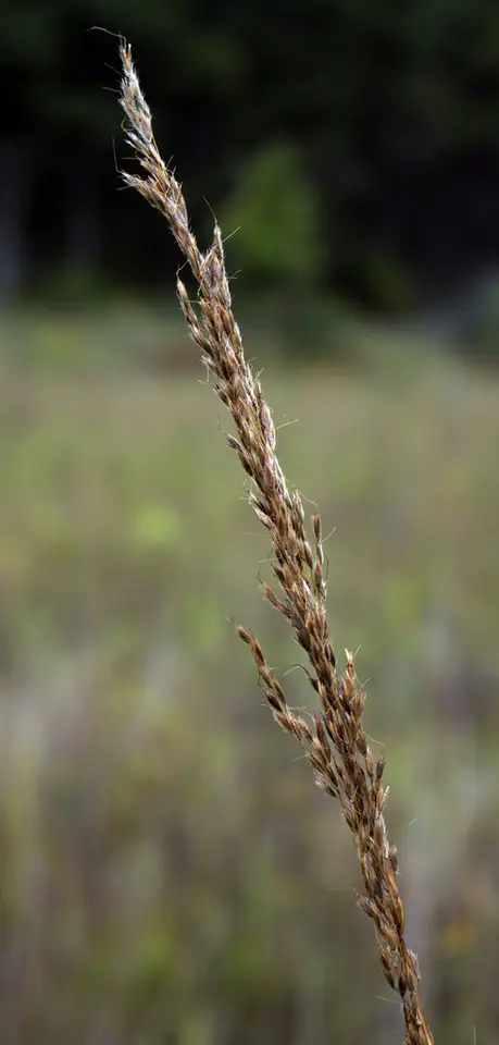 Indiangrass (Sorghastrum nutans)