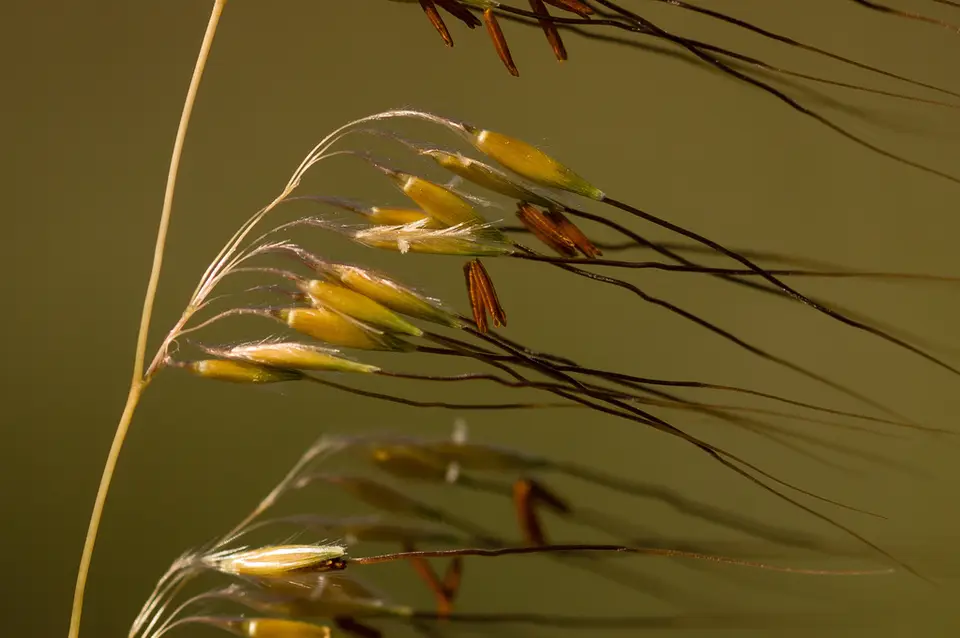 Lopsided Indiangrass (Sorghastrum secundum)