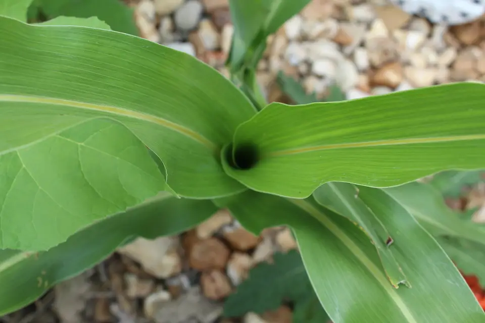 Sorghum (Sorghum bicolor)