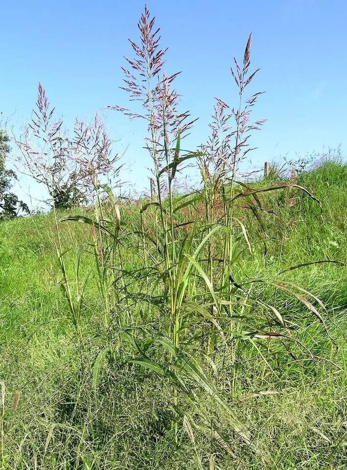 Johnson Grass (Sorghum halepense)