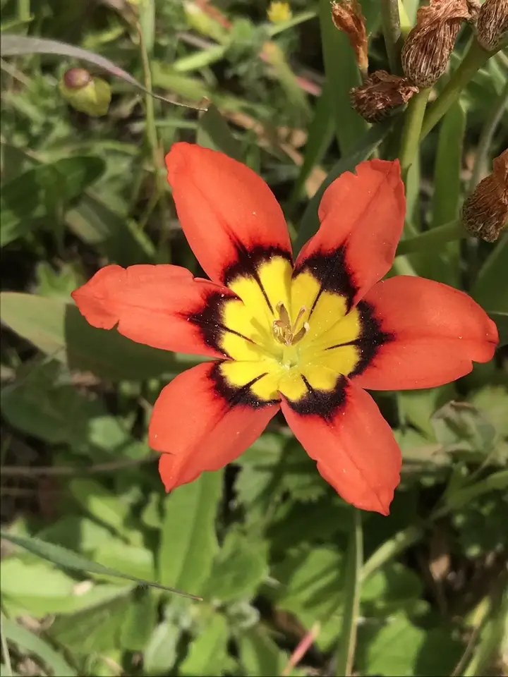 Harlequin Flower (Sparaxis tricolor)