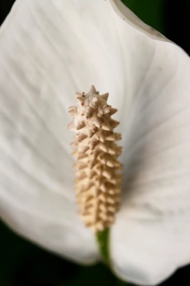 Peace Lily (Spathiphyllum wallisii)