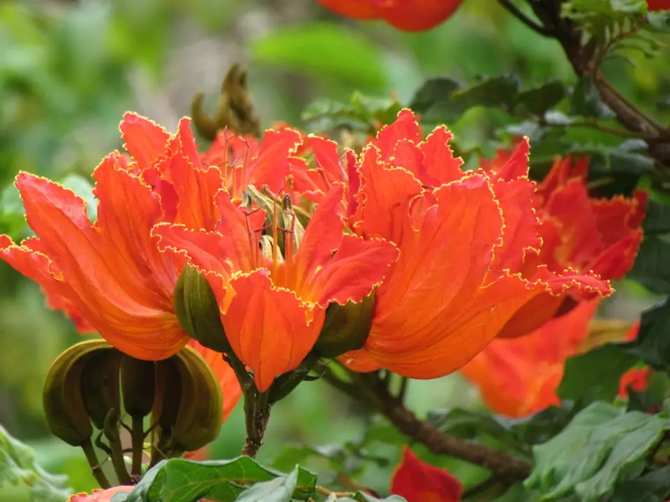 African Tulip Tree (Spathodea campanulata)
