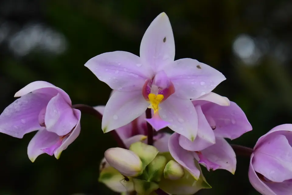 Philippine Ground Orchid (Spathoglottis plicata)